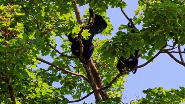 Black Headed Spider Monkey Ateles Fusciceps Een Spinnen Aap Een — Stockvideo