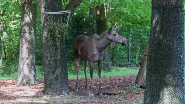 Orignal Wapiti Alces Alces Est Grande Espèce Existante Dans Famille — Video