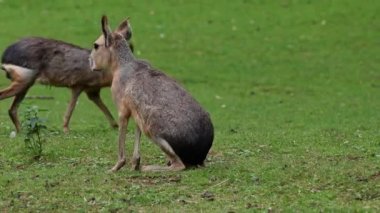 Patagonya Mara 'sı, Dolikotis patagonum. Gine domuzlarının bu büyük akrabaları Arjantin 'in Patagonya bozkırlarında yaygındır ama Paraguay gibi Güney Amerika' nın diğer bölgelerinde de yaşarlar..