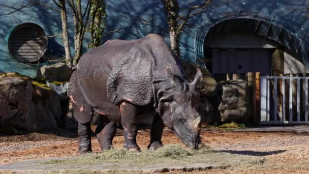 Indian Rhinoceros Rhinoceros Unicornis Also Called Greater One Horned Rhinoceros — Stock Video