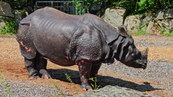 Indische Neushoorn Rhinoceros Unicornis Een Zangvogel Uit Familie Rhinocerotidae Neushoorns — Stockvideo