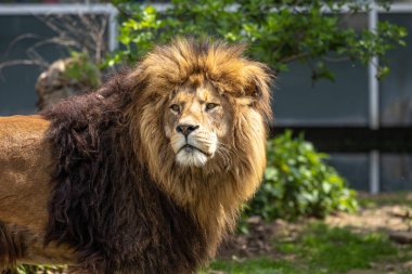 Aslan, Panthera leo, Panthera cinsindeki dört büyük kediden biridir ve Felidae familyasının bir üyesidir..