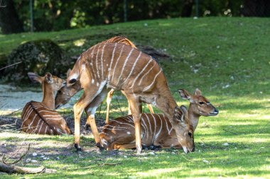 Nyala, Tragelaphus angasii Güney Afrika 'ya özgü spiral boynuzlu bir antiloptur. Bovidae familyasından ve Nyala familyasından, Tragelaphus familyasından bir türdür..