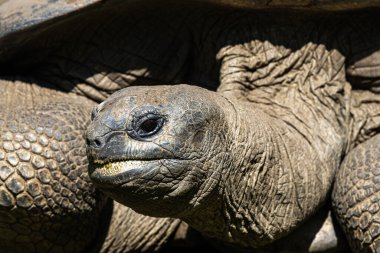 Aldabra dev kaplumbağa, Curieuse Deniz Ulusal Parkı, Curieuse Adası, Seyşeller