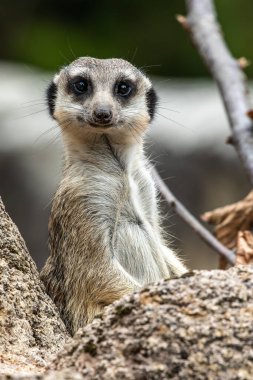 Meerkat, Suricata suricatta bir taşın üzerinde oturuyor ve uzaklığa bakıyor..