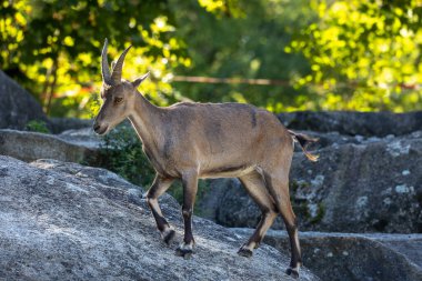 Erkek dağ keçisi - Avrupa Alplerinde yaşayan bir kayanın üzerindeki kapra dağ keçisi