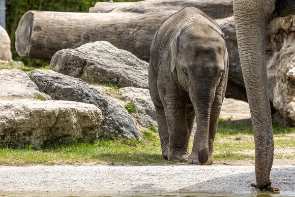 A young little Asian elephant, Elephas maximus also called Asiatic elephant, is the only living species of the genus Elephas and is distributed in the Indian subcontinent and Southeast Asia