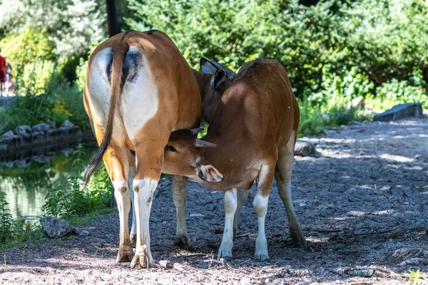 Banteng, Bos javanicus or Red Bull. It is a type of wild cattle But there are key characteristics that are different from cattle and bison: a white band bottom in both males and females.