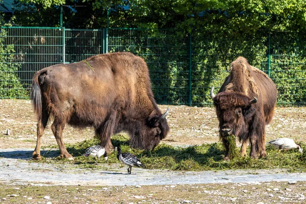 The American bison or simply bison, also commonly known as the American buffalo or simply buffalo, is a North American species of bison that once roamed North America in vast herds.