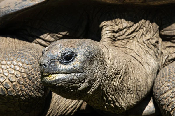 Tortuga Gigante Aldabra Parque Nacional Marino Curieuse Isla Curieuse Seychelles — Foto de Stock