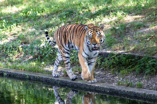 시베리아 호랑이 Panthera Tigris Altaica 세계에서 고양이 동물이다 — 스톡 사진