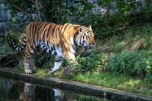 Siberische Tijger Panthera Tigris Altaica Grootste Kat Ter Wereld — Stockfoto