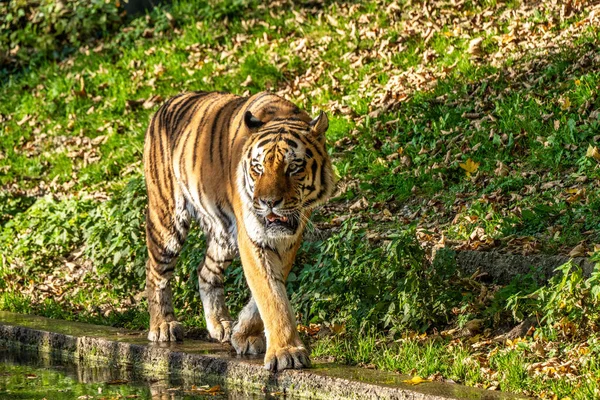 Den Sibiriska Tigern Panthera Tigris Altaica Den Största Katten Världen — Stockfoto