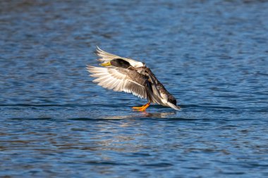 Anser anser, Anatidae familyasından Anatidae familyasından bir kaz türü. Burada havada uçuyor..