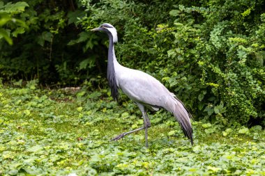 Demokiselle Crane ve Anthropoides başak kuşları gün boyunca açık yeşil çayırlarda yaşarlar. Orta Avrupa 'da bulunan bir turna türüdür.