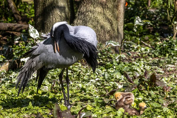 Family Demoiselle Crane Anthropoides Virgo Living Bright Green Meadow Day — 스톡 사진