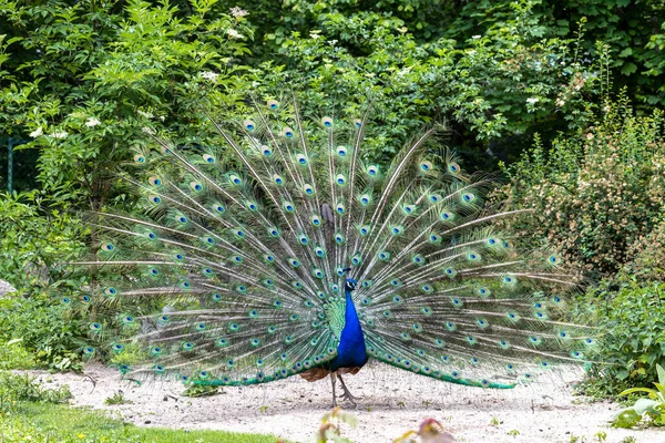 Indian Peafowl Blue Peafowl Pavo Cristatus Large Brightly Coloured Bird — Stock Photo, Image