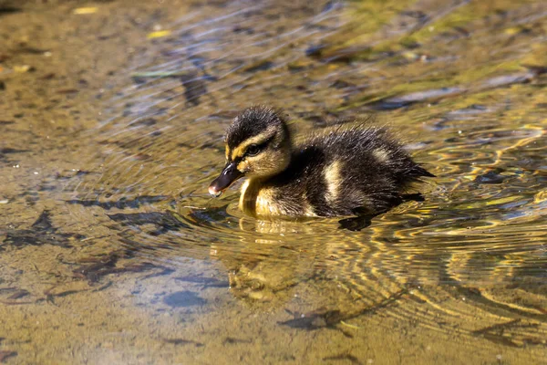 Wild Duck Mallard Anas Platyrhynchos Family Young Goslings Lake Munich — Stock Photo, Image