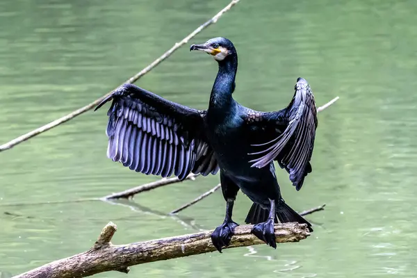 Grote Aalscholver Phalacrocorax Carbo Bekend Als Grote Zwarte Aalscholver Het — Stockfoto