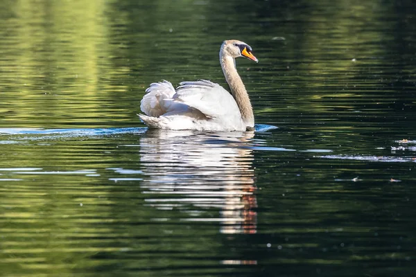 Cygnus Olor Una Especie Cisne Familia Anatidae Aquí Nadando Lago — Foto de Stock