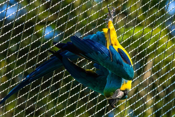 Niebiesko Żółty Macaw Ara Ararauna Znany Również Jako Niebiesko Złoty — Zdjęcie stockowe