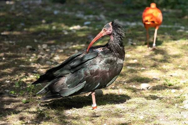 Den Nordlige Skaldede Ibis Eremit Ibis Eller Waldrapp Senere Geronticus - Stock-foto