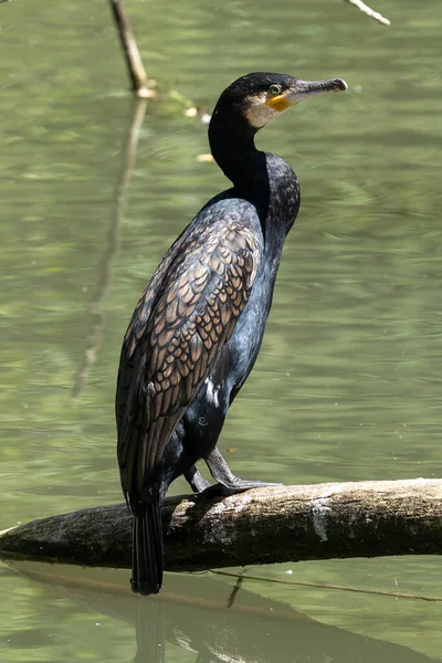 Der Große Kormoran Phalacrocorax Carbo Bekannt Als Der Große Schwarzkormoran — Stockfoto