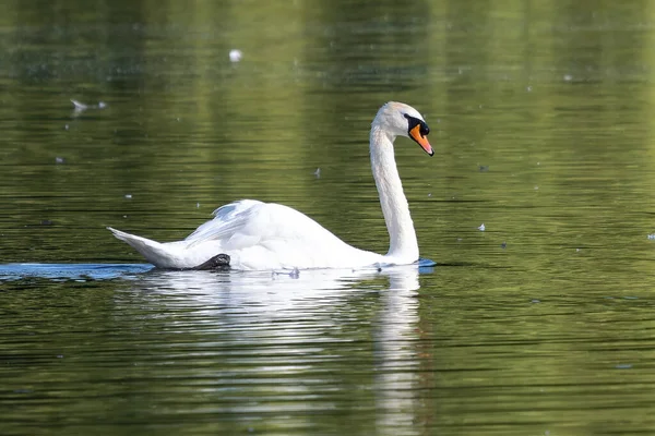 Łabędź Niemy Cygnus Olor Gatunek Łabędzia Rodziny Anatidae Pływanie Jeziorze — Zdjęcie stockowe