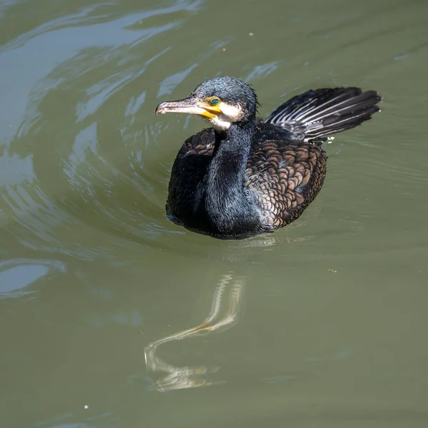 Grande Cormorano Phalacrocorax Carbo Conosciuto Come Grande Cormorano Nero Attraverso — Foto Stock