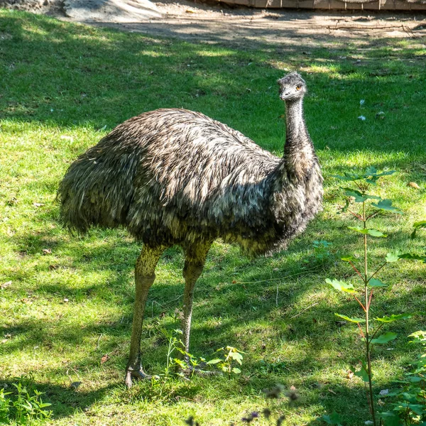 Emu Dromaius Novaehollandiaeは高さによって2番目に大きい生きている鳥です その比率の相対的な後 ダチョウ オーストラリアに固有である — ストック写真