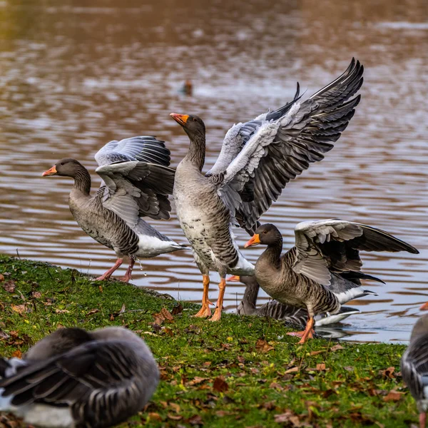 Anser Anser Uma Espécie Ganso Família Anatidae Espécie Tipo Gênero — Fotografia de Stock