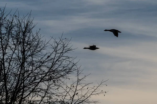 Harmaahanhi Anser Anser Suuren Hanhen Laji Vesilintujen Heimossa Anatidae Anser — kuvapankkivalokuva