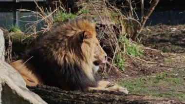 Aslan, Panthera leo, Panthera cinsindeki dört büyük kediden biridir ve Felidae familyasının bir üyesidir..