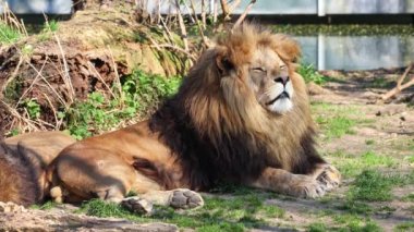 Aslan, Panthera leo, Panthera cinsindeki dört büyük kediden biridir ve Felidae familyasının bir üyesidir..