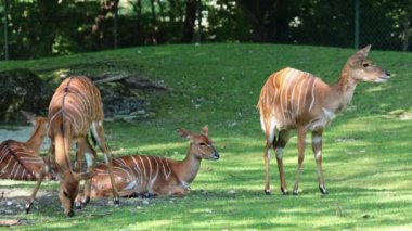 Nyala, Tragelaphus angasii Güney Afrika 'ya özgü spiral boynuzlu bir antiloptur. Bovidae familyasından ve Nyala familyasından, Tragelaphus familyasından bir türdür.. 