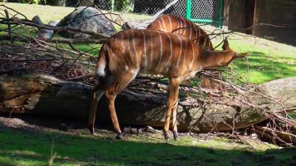 Nyala Tragelaphus Angasii Egy Spirálszarvú Antilop Őshonos Dél Afrikában Bovidae — Stock videók