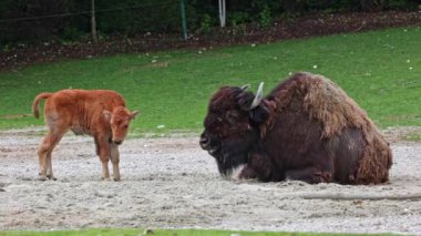 Bizon ya da bizon, bir zamanlar Kuzey Amerika 'da geniş sürüler halinde yaşayan bir bizon türüdür.. 