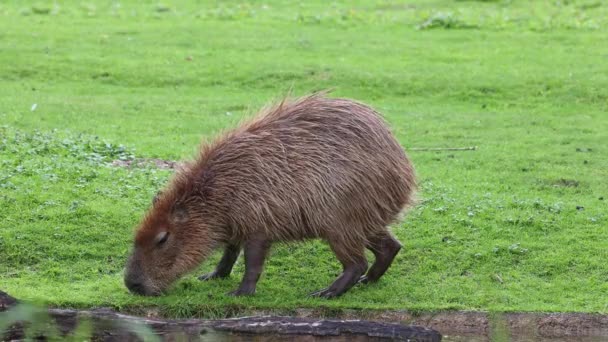 Capybara Hydrochoerus Hydrochaeris Dünyadaki Büyük Kemirgendir Yakın Akrabaları Agouti Çinçilya — Stok video