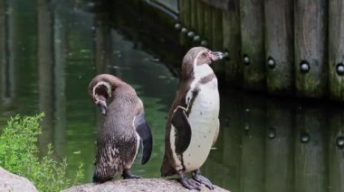 Humboldt pengueni, Spheniscus humboldti veya Perulu penguen