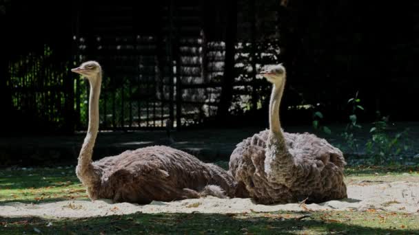 Běžný Pštros Struthio Camelus Nebo Prostě Pštros Druh Velkého Bezletého — Stock video