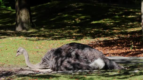 Der Strauß Struthio Camelus Oder Einfach Strauß Ist Eine Art — Stockvideo