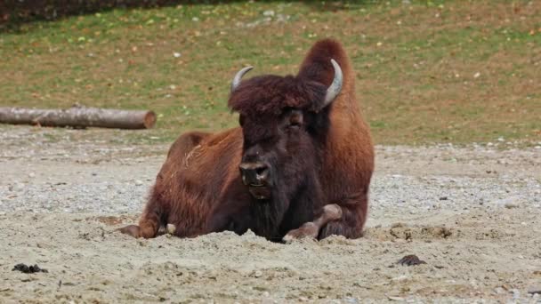 Bisonte Americano Simplemente Bisonte También Conocido Comúnmente Como Búfalo Americano — Vídeos de Stock