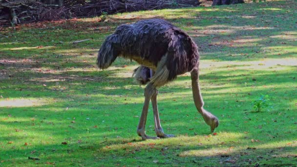 Struzzo Comune Struthio Camelus Semplicemente Struzzo Una Specie Grande Uccello — Video Stock