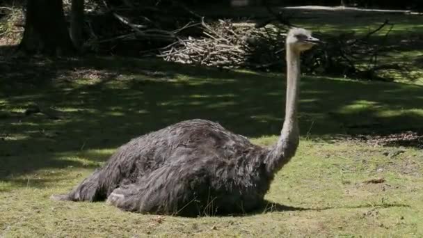 Common Ostrich Struthio Camelus Simply Ostrich Species Large Flightless Bird — Stock Video