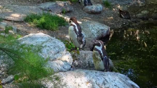 洪堡企鹅 斯芬斯库斯蜂鸣或秘鲁企鹅 — 图库视频影像