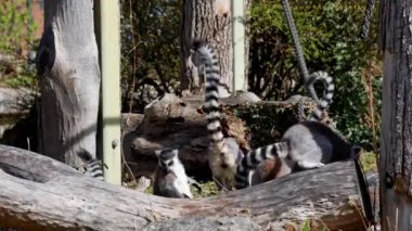 Halka kuyruklu lemur Lemur, Lemur catta uzun, siyah ve beyaz halkalı kuyruğundan dolayı büyük bir strepsirrhine primatı ve en tanınmış lemur türüdür.