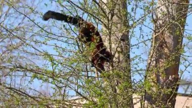 Siyah ve beyaz renkli lemur, Varecia variegata, her ikisi de Madagaskar adasına özgü olan, daha çok nesli tükenmekte olan iki lemurdur..