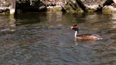 Great Crested Grebe, Podiceps kristali turuncu güzel renklerle, kırmızı gözlü bir su kuşu. Eski Dünya 'da bulunan en büyük aile üyesidir..