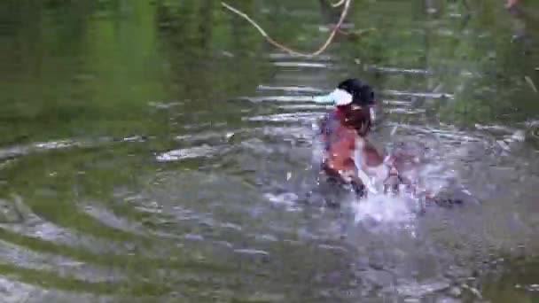 Ruddy Duck Oxyura Jamaicensis Kaczka Ameryki Północnej Jedna Kaczek Sztywnym — Wideo stockowe