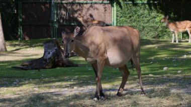 Nilgai ya da mavi inek. Boselaphus tragocamelus, Asya 'nın en büyük antilopudur ve Hindistan' ın alt kıtasında endemiktir..